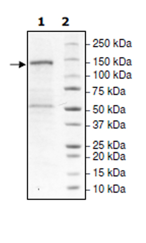 Recombinant human PHF8 protein (Active)