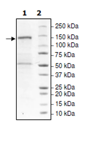 SDS-PAGE - Recombinant human PHF8 protein (Active) (AB271713)