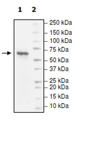 SDS-PAGE - Recombinant human PHF8 protein (Active) (DDDDK tag N-Terminus) (AB271712)