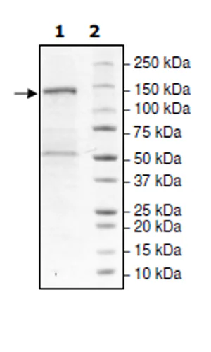 SDS-PAGE - Recombinant human PHF8 protein (Active) (DDDDK tag N-Terminus) (AB271713)