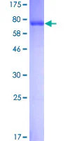 SDS-PAGE - Recombinant Human PHGDH/Malate dehydrogenase protein (GST tag N-Terminus) (AB153270)