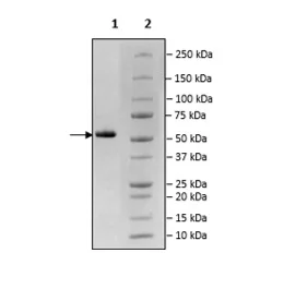 SDS-PAGE - Recombinant human PHGDH/Malate dehydrogenase protein (His tag C-Terminus) (AB198455)