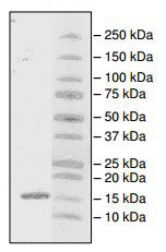 SDS-PAGE - Recombinant Human PHIP protein (AB196110), expandable thumbnail