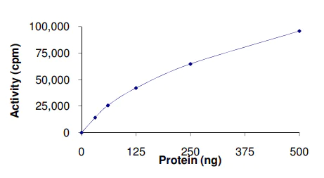 Functional Studies - Recombinant human PHKG1 protein (AB101715)