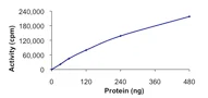 Functional Studies - Recombinant human PHKG1 protein (AB101715)