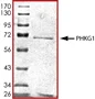 SDS-PAGE - Recombinant human PHKG1 protein (AB101715)