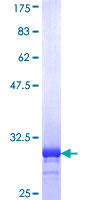 Recombinant Human Phospholamban protein