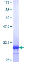 SDS-PAGE - Recombinant Human Phospholamban protein (GST tag N-Terminus) (AB114227)