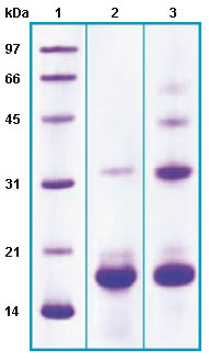 SDS-PAGE - Recombinant Human phospholipase A2 protein (AB63843)