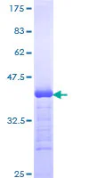 SDS-PAGE - Recombinant Human Phospholipase C beta 1/PLCB1 protein (GST tag N-Terminus) (AB153213)