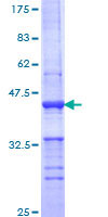 SDS-PAGE - Recombinant Human Phospholipase D1 protein (GST tag N-Terminus) (AB114568)