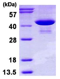 SDS-PAGE - Recombinant Human Phosphoserine Aminotransferase protein (His tag N-Terminus) (AB116152)