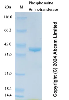SDS-PAGE - Recombinant Human Phosphoserine Aminotransferase Protein Standard (His tag) (AB323127)