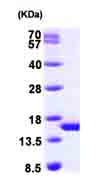 SDS-PAGE - Recombinant Human PHPT1 protein (AB99865)