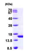 SDS-PAGE - Recombinant Human PHPT1 protein (AB99865)