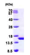 SDS-PAGE - Recombinant Human PHPT1 protein (His tag N-Terminus) (AB99865)