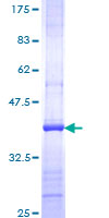 Recombinant Human PI 3 Kinase catalytic subunit alpha/PIK3CA protein
