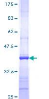 SDS-PAGE - Recombinant Human PI 3 Kinase catalytic subunit alpha/PIK3CA protein (GST tag N-Terminus) (AB159127)