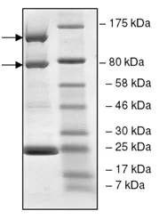 SDS-PAGE - Recombinant human PI 3 Kinase p110 alpha + PI 3 kinase p85 alpha protein (AB196098)