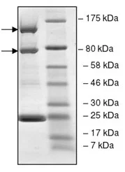 SDS-PAGE - Recombinant human PI 3 Kinase p110 alpha + PI 3 kinase p85 alpha protein (GST tag N-Term, Tag Free) (AB196098)
