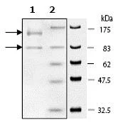 SDS-PAGE - Recombinant human PI 3 Kinase p110 delta + PI 3 Kinase p85 alpha protein (GST tag N-Term, Tag Free) (AB60892)