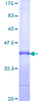 Recombinant Human PI 3 Kinase p110 delta protein