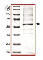 Recombinant Human PI 3 Kinase p55 gamma protein
