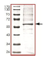 SDS-PAGE - Recombinant Human PI 3 Kinase p55 gamma protein (AB127108)