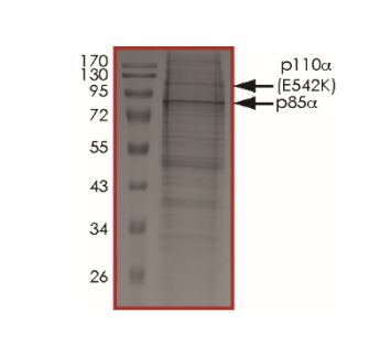 SDS-PAGE - Recombinant human PI 3 Kinase p85 alpha + PI 3 Kinase catalytic subunit alpha/PIK3CA (E542K) protein (AB268851), expandable thumbnail