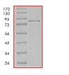 Western blot - Recombinant Human PI 3 Kinase p85 alpha protein (AB84769)