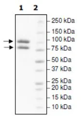 SDS-PAGE - Recombinant human PI 3 Kinase p85 alpha protein (Active) (DDDDK tag N-Terminus) (AB271646)