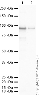 Western blot - Recombinant Human PI 3 Kinase p85 alpha protein (His tag N-Terminus) (AB84769)