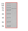 Western blot - Recombinant Human PI 3 Kinase p85 alpha protein (AB84769)