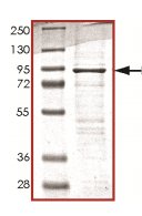 Recombinant Human PI 3 Kinase p85 beta protein