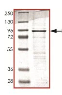 SDS-PAGE - Recombinant Human PI 3 Kinase p85 beta protein (AB125568)