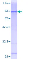 SDS-PAGE - Recombinant Human PI 3 Kinase p85 (SH2) protein (GST tag N-Terminus) (AB159130)