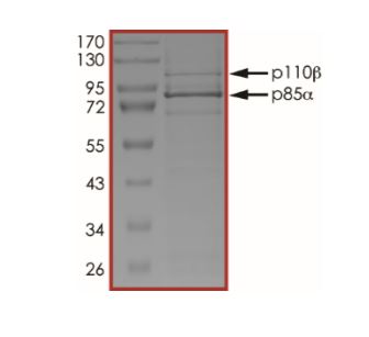 SDS-PAGE - Recombinant human PI3 Kinase p110 beta + PI 3 Kinase p85 alpha protein (Active) (AB268856), expandable thumbnail