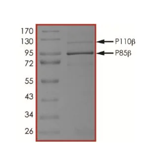 SDS-PAGE - Recombinant human PI3 Kinase p110 beta + PI 3 Kinase p85 beta protein (Active) (AB268857)