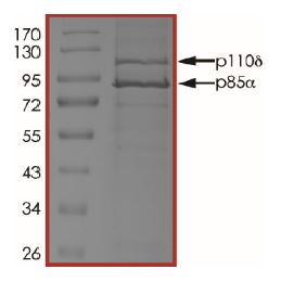 SDS-PAGE - Recombinant human PI3K (p110 delta/p85 alpha) protein (Active) (AB125633), expandable thumbnail
