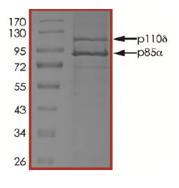 SDS-PAGE - Recombinant human PI3K (p110 delta/p85 alpha) protein (Active) (AB125633)