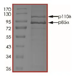 SDS-PAGE - Recombinant human PI3K (p110 delta/p85 alpha) protein (Active) (AB125633)