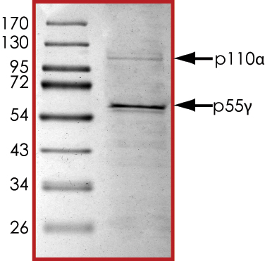 SDS-PAGE - Recombinant human PI3K(p110alpha/p55gamma) protein (Active) (AB127617), expandable thumbnail