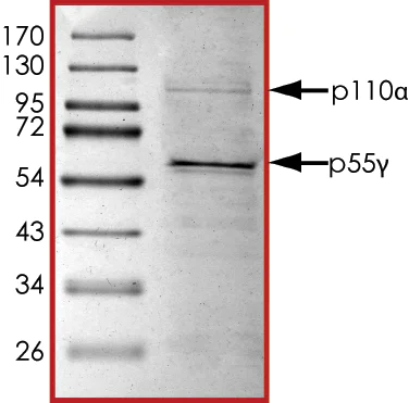 SDS-PAGE - Recombinant human PI3K(p110alpha/p55gamma) protein (Active) (AB127617)
