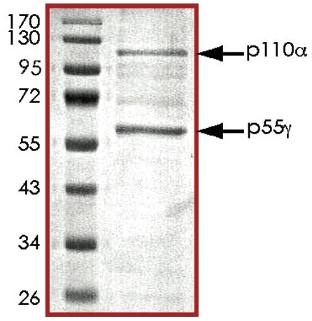 SDS-PAGE - Recombinant human PI3K(p110alpha/p55gamma) protein (Active) (AB127617), expandable thumbnail
