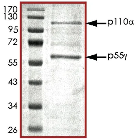 SDS-PAGE - Recombinant human PI3K(p110alpha/p55gamma) protein (Active) (AB127617)