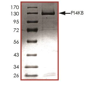 SDS-PAGE - Recombinant human PI4 kinase beta/PI4KB protein (Active) (AB268863)