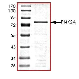 SDS-PAGE - Recombinant human PI4K2A protein (Active) (AB268860)