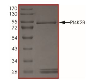 SDS-PAGE - Recombinant human PI4K2B protein (Active) (AB268861), expandable thumbnail