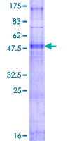 Recombinant Human PIGC protein