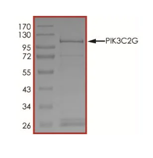 SDS-PAGE - Recombinant human PIK3C2G protein (Active) (AB268866)